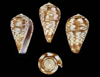 Description de l'image Conus lobitensis 001.jpg.