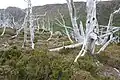 Athrotaxis cupressoides tués par un incendie