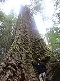 Contrefort d'Eucalyptus regnans
