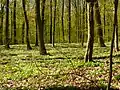 Forêt dans le parc.