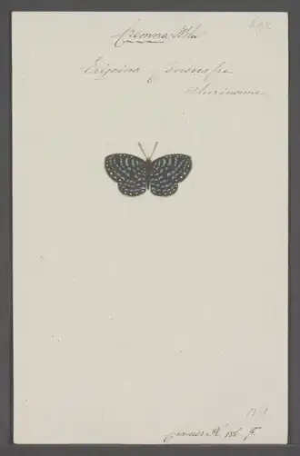 Description de l'image Cremna_-_Print_-_Iconographia_Zoologica_-_Special_Collections_University_of_Amsterdam_-_UBAINV0274_049_18_0036.tif.