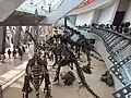 Vue intérieure : squelettes montés de Mamenchisaurus, Omeisaurus, et Bellusaurus