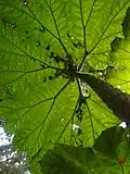 Gunnera manicata 'Aparados da serra', feuille culminant a plus de 2m50 au jardin jungle