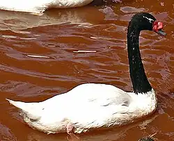 Cygne à cou noir (Cygnus melancoryphus).