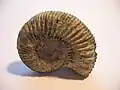 Ammonite fossile