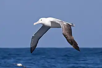 Photographie d'un oiseau en vol, au-dessus de la mer.