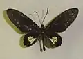 Parides chabrias ygdrasilla ♂
