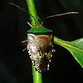 Groupe d’Hypoxys quadridens: H. trabeculus, de Guyane française
