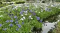 Le jardin des iris du parc en 2013