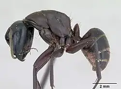 Vue de profil : Camponotus herculeanus.