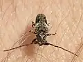 Pogonocherus fasciculatus (De Geer, 1775)