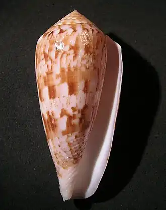 Description de l'image Conus kinoshitai 001.jpg.