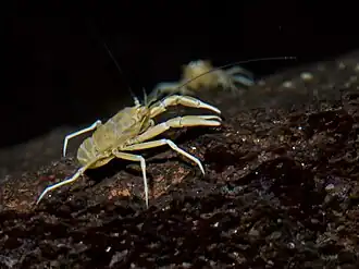 Description de l'image Munidopsis polymorpha 2.jpg.