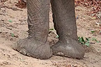 Pieds.