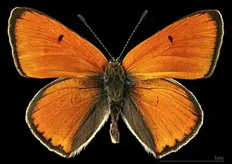 Lycaena dispar ♂ MHNT