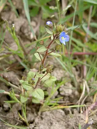 Description de l'image veronica_acinifolia1.jpg.
