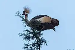 Photographie d'une Grue posée au sommet d'un arbre.