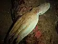 Octopus vulgaris (Poulpe commun) (Croatie)