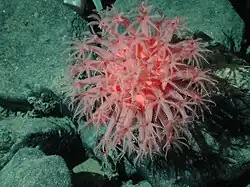 Corail mou Heteropolypus ritteri (Alcyoniidae).