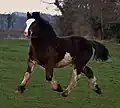 Poulain de trait d'un an
