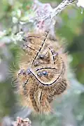 Malacosoma (Clisiocampa) castrense