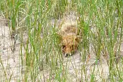 Un renard tapis à travers les herbes