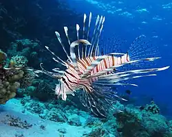 Rascasse volante (Pterois miles)