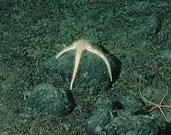 Benthopecten sp.