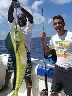 Le mahi mahi, ici une femelle, est un poisson recherché par les pêcheurs qui pratiquent la pêche sportive.