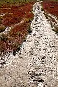 Engane sur terre saline
