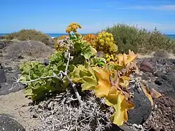 Astydamia latifolia.