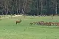 Cerfs en période de rut à Starkshorn