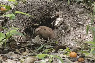 Description de l'image Hispid Pocket Gopher imported from iNaturalist photo 68114167 on 11 April 2024.jpg.