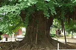 Le gingko du Chiba-dera