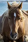 Alezan, vu de face