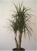 Variété angustifolia Dragonnier de Madagascar cultivé.