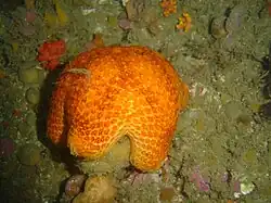 Pteraster capensis