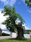 Le vieux tilleul datant du XVIe&nbsp;siècle.