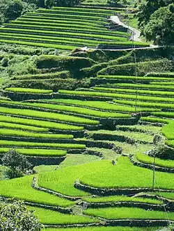 Rizières au Japon.