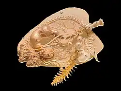 Dissection de Berthella aurantiaca