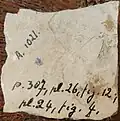 Empreinte sur calcalire d'Aphidius maximus N. THEOBALD 1937.
