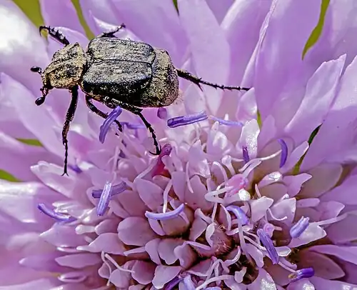 Valgus hemipterus