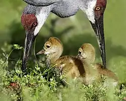 Photographie de deux poussins dans l'herbe, avec deux adultes baissant la tête vers eux.