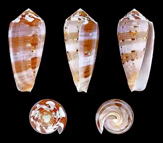 Description de l'image Pionoconus circumcisus 01.JPG.