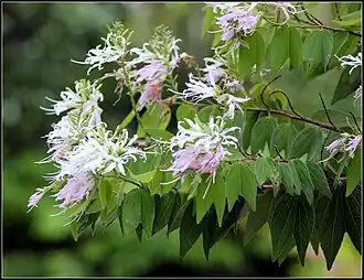 Description de l'image Flowers (6974276483).jpg.