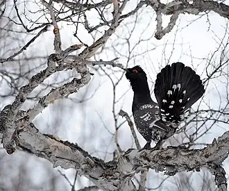 Tétras à bec noir (Tetrao urogalloides)
