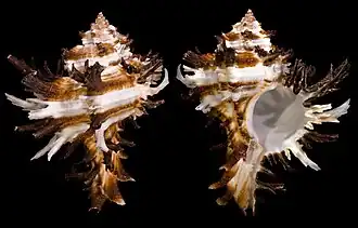 Hexaplex cichoreum