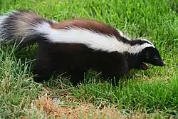 Moufette de Patagonie ou moufette à nez de cochon (Conepatus humboldtii)