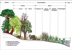 Illustration de vue en coupe montrant une zone humide du lac Ontario
