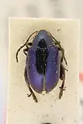 Psylliodes guatemalensis.